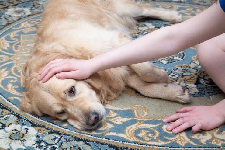 Cane sdraiato sul tappeto, mano padrona lo accarezza