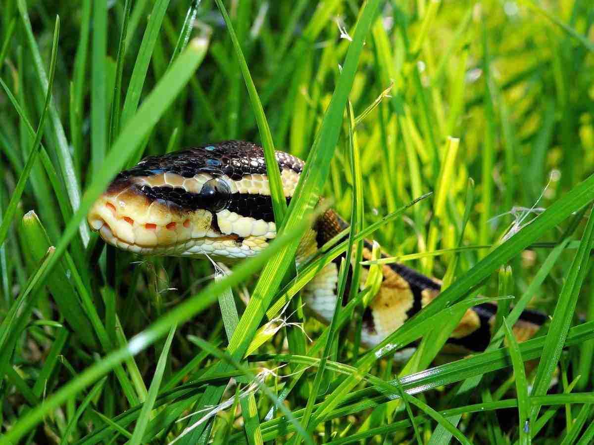 serpente nel verde