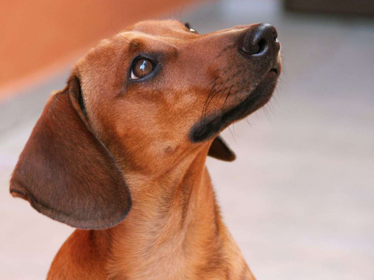 sguardo cane