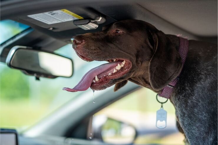 Cane in auto sofferente con lingua fuori dalla bocca