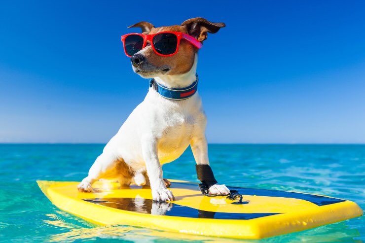 cane con occhiali su tavola da surf in mare