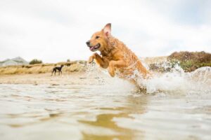 cane che gioca al mare
