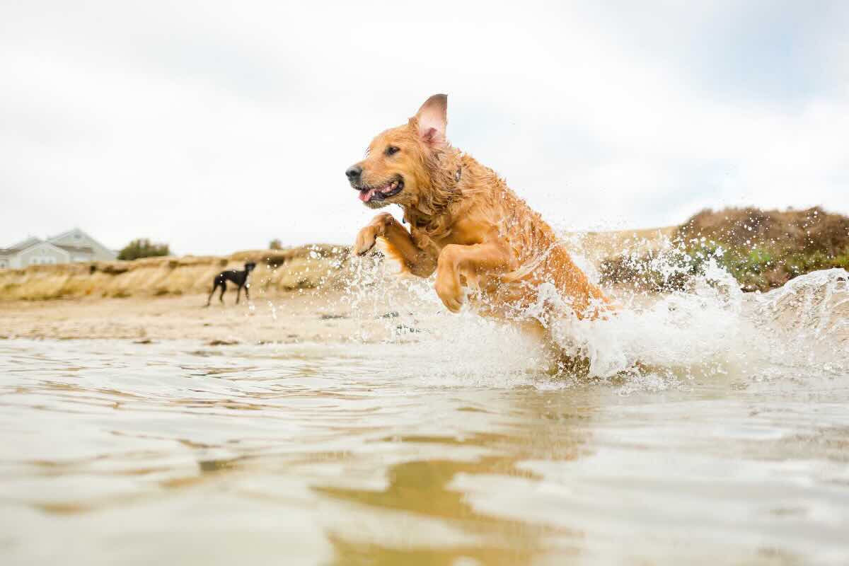 cane che gioca al mare