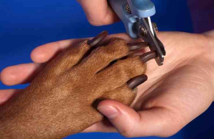 Zampa del cane mentre si tagliano unghie