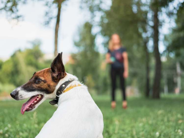 cane al parco