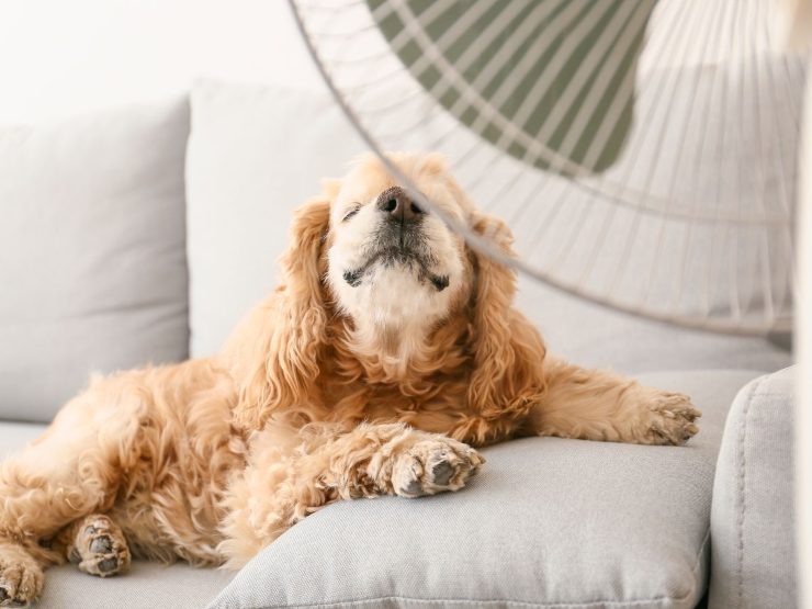 cane davanti a ventilatore