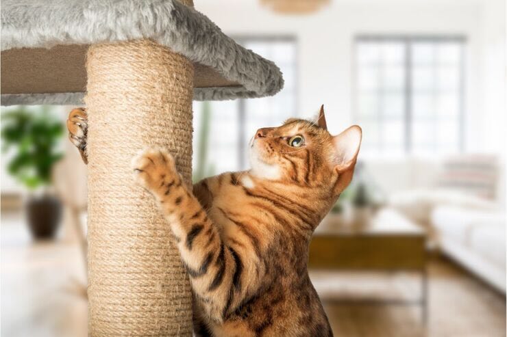 Gatto con graffiatoio