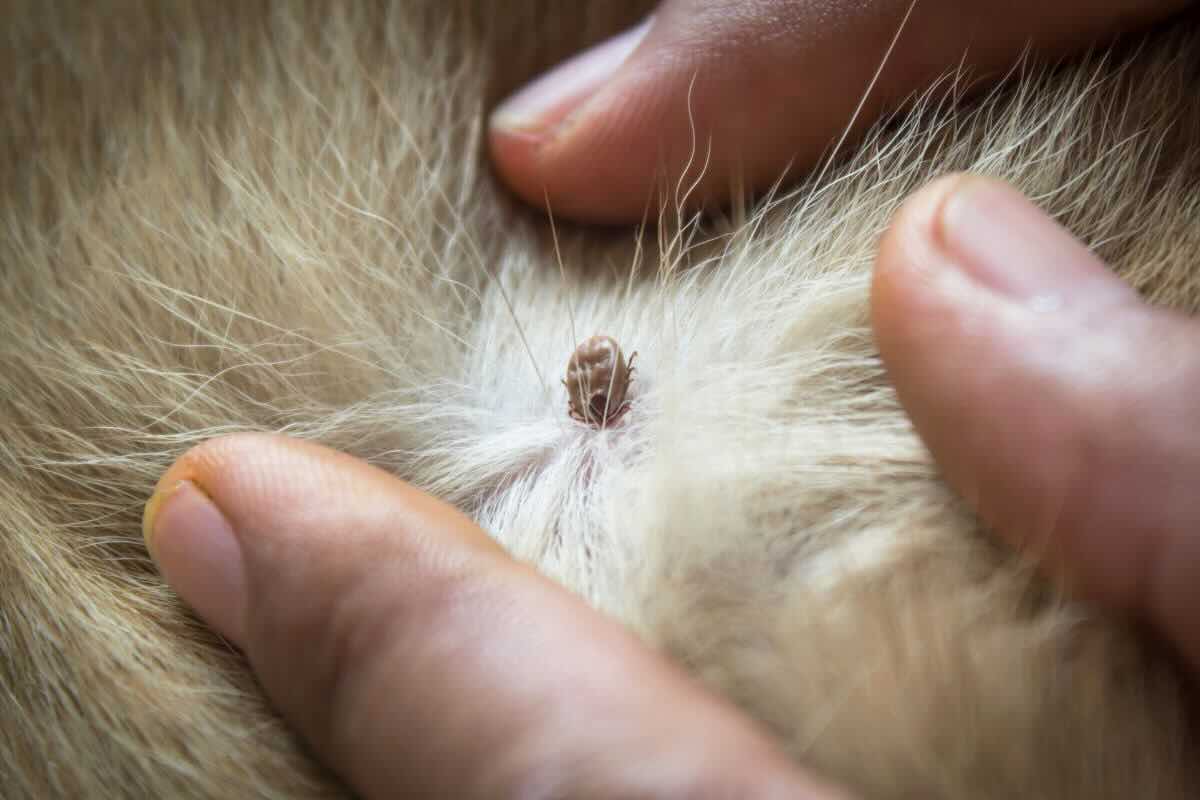zecca nel cane