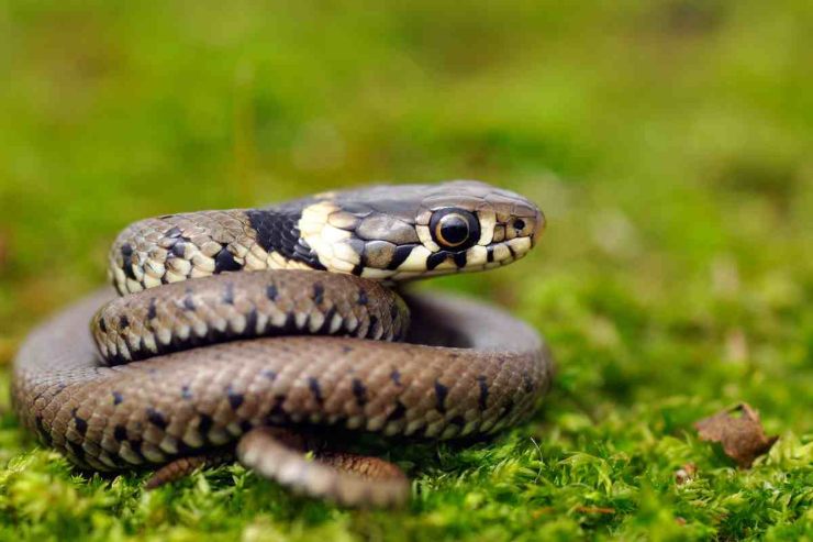 Serpente in giardino