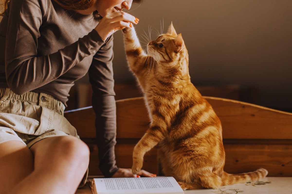Gatto e umano che giocano