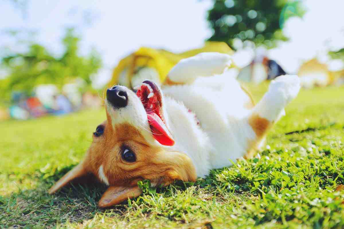 Jack Russell sdraiato su prato