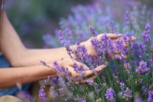 Lavanda