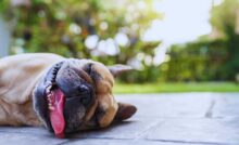 Cane disteso a terra che ansima per il caldo