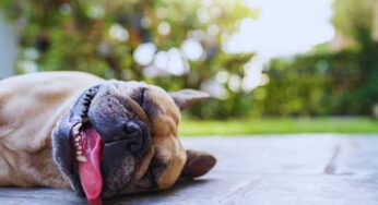 Aria condizionata, è un pericolo per i tuoi animali domestici? Ecco come usarla per non farli ammalare