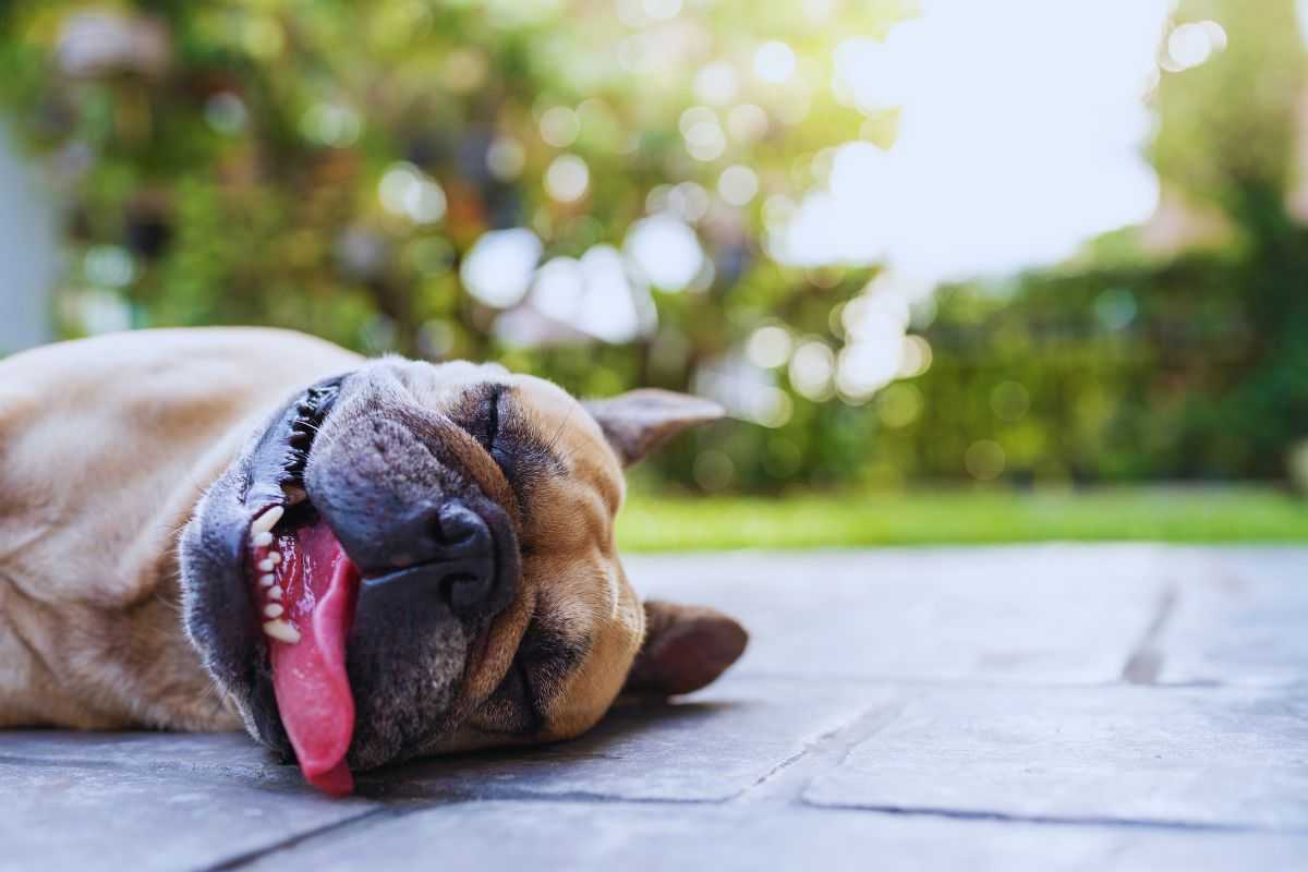 Cane disteso a terra che ansima per il caldo
