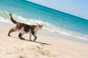 Gatto in riva al mare