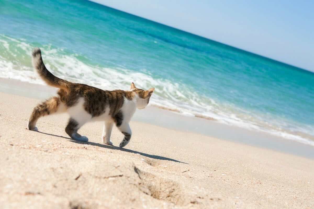Gatto in riva al mare