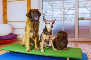Cani seduti in attesa di ordini