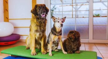 Pensione per cani, come scegliere la migliore per quest’estate: i dettagli da controllare sempre