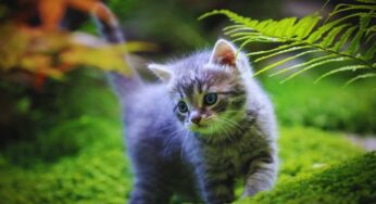 Perché il tuo gatto “ti ha scelto”? C’è un motivo preciso per cui sei il suo umano di riferimento
