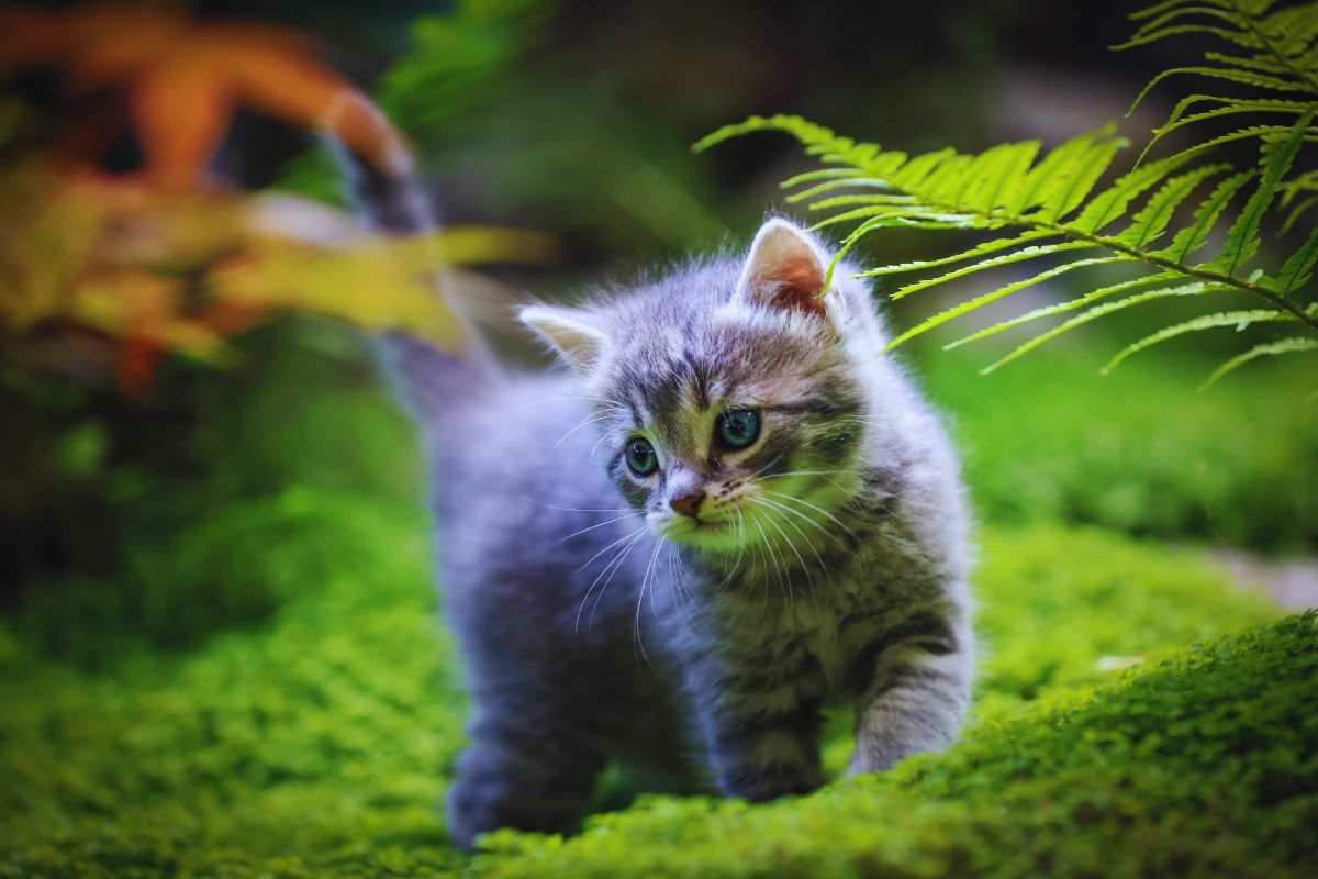 gatto in natura