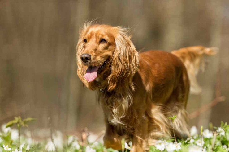Cane che corre