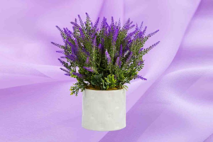 Lavanda