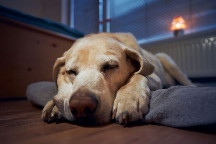 Cane dorme di notte, lucina accesa