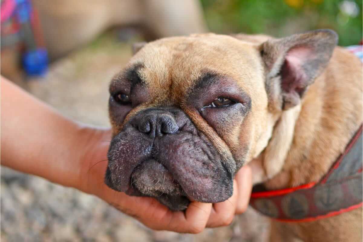 Cane sofferente