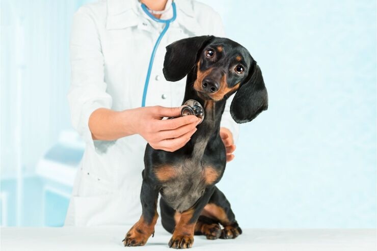 Cane dal veterinario controllo