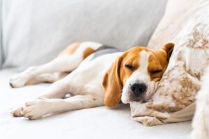 Cane dorme sul divano