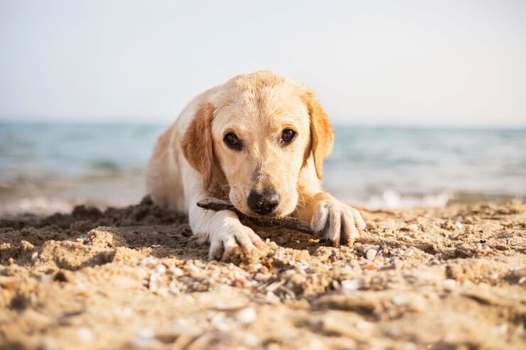 Cane sulla sabbia in spiaggia