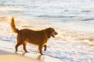 Cane in riva al mare