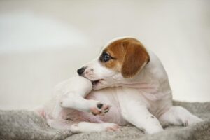 Cane che si gratta