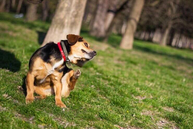 Cane si gratta nel prato