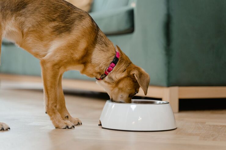 Cane mangia dalla ciotola