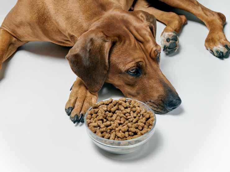 cane inappetente