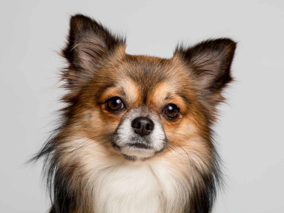 cane