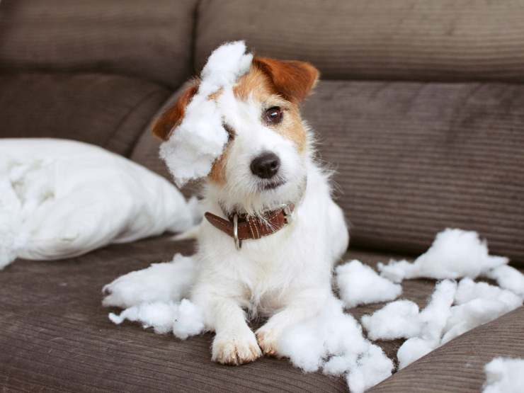cane che ha rotto cuscino