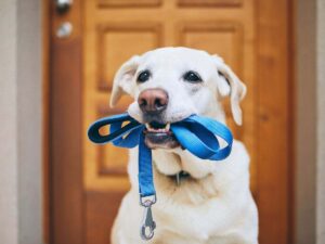 cane guinzaglio