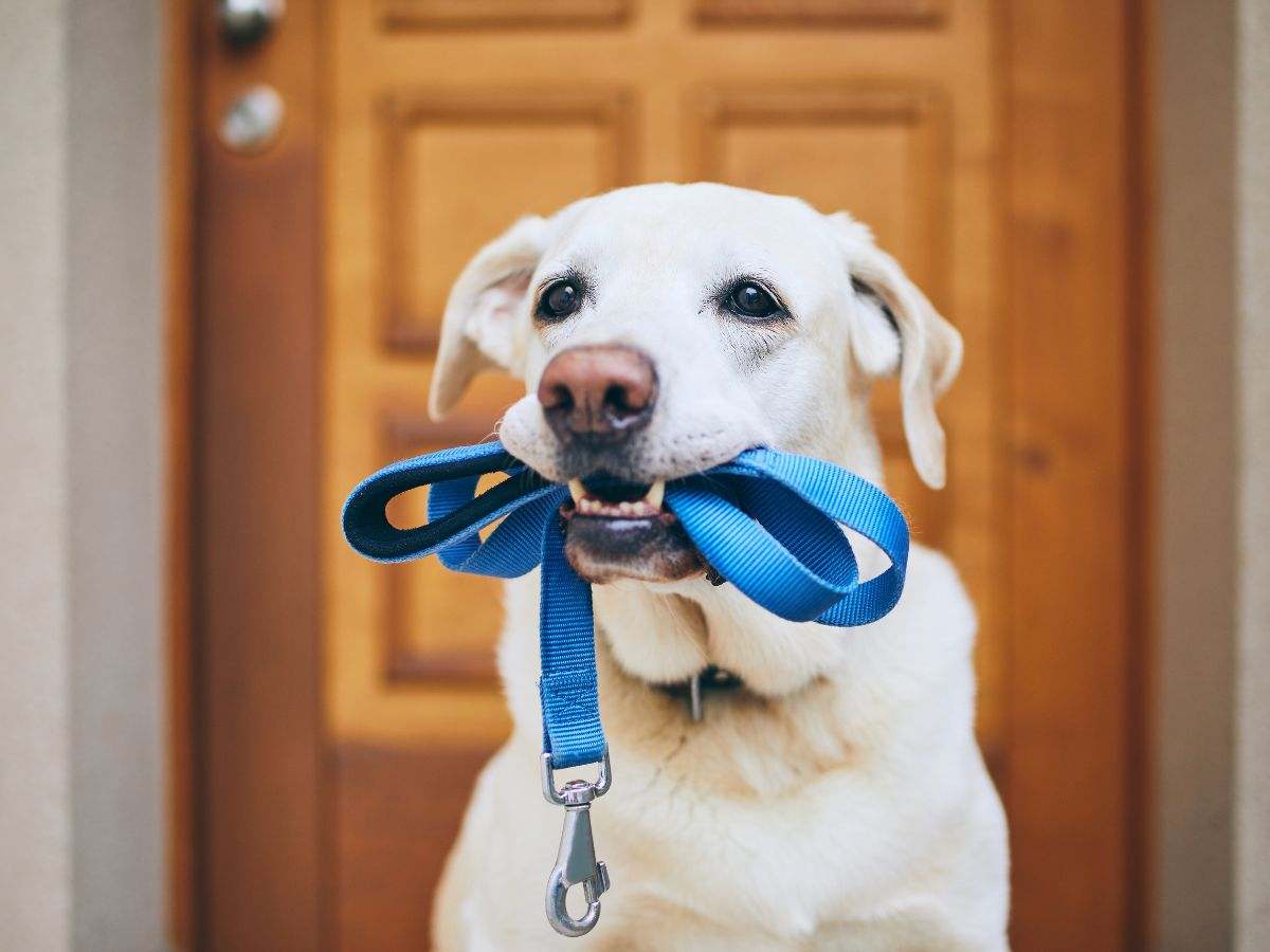 cane guinzaglio