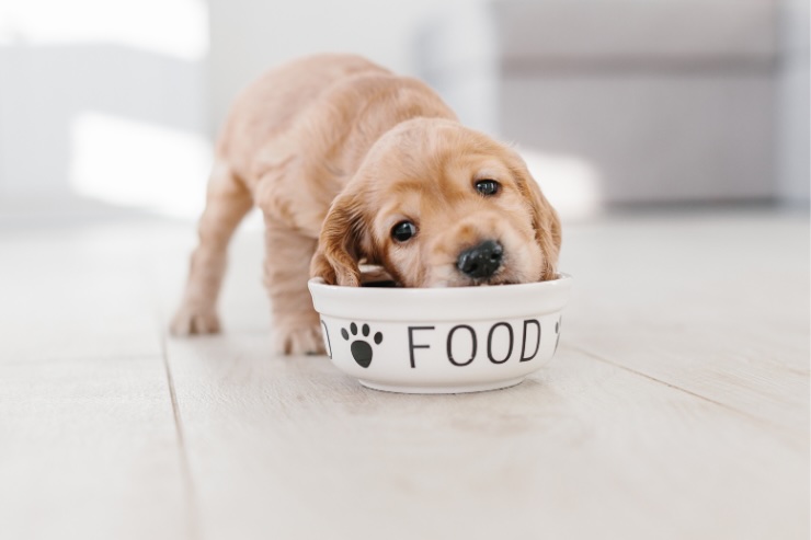 cane con ciotola food