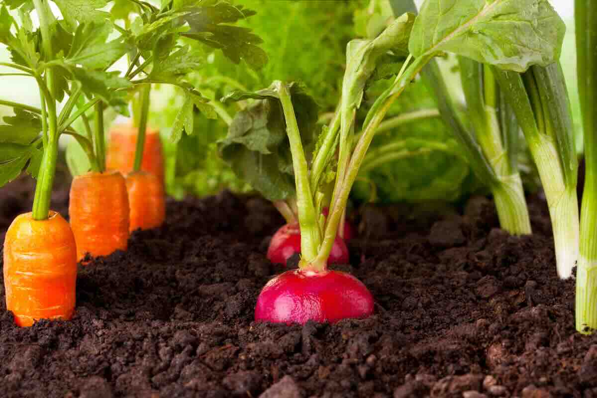 carote e verdure sotto terra
