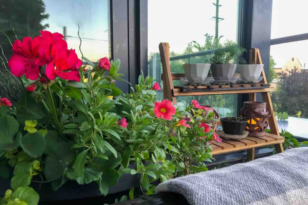 piante e fiori balcone 