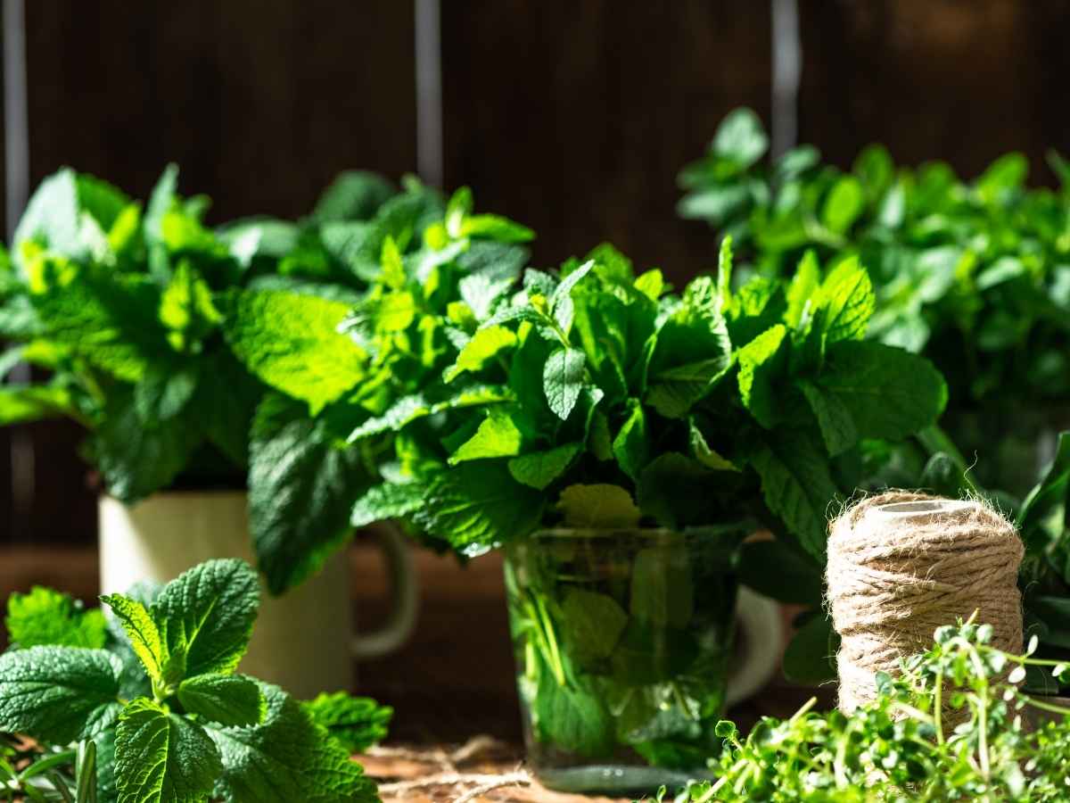 erbe aromatiche
