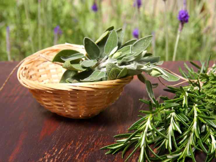 rosmarino e salvia dentro ad un cestino