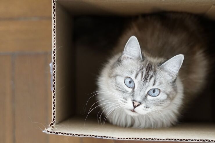 Gatto nella scatola