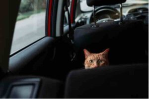 Gatto in macchina