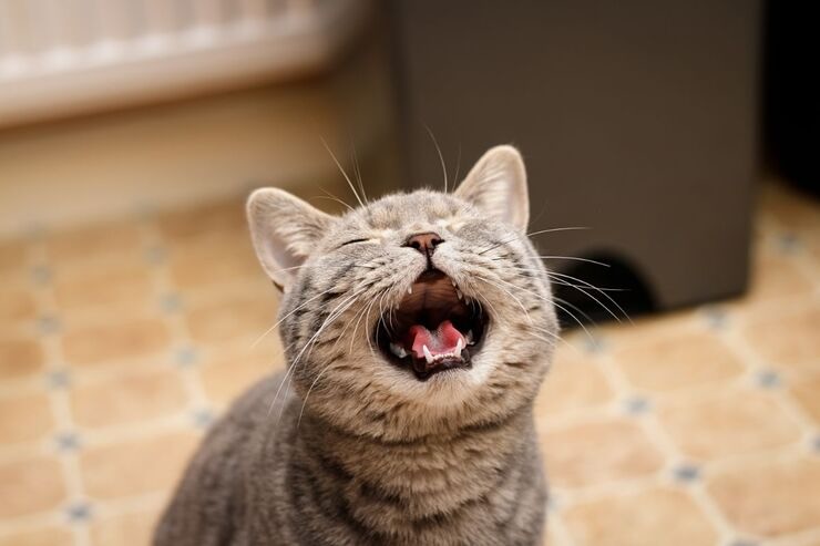 Gatto miagola