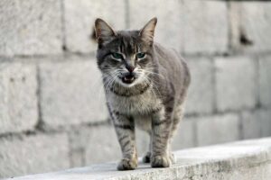 Gatto sul muretto